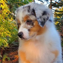 Sashay - Blue merle Australian Shepherd puppy in Olympia, Washington from Echelon Australian Shepherds