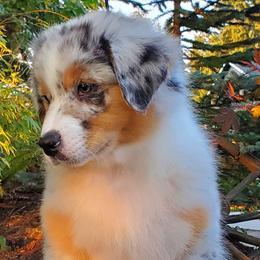 Sashay - Blue merle Australian Shepherd puppy in Olympia, Washington from Echelon Australian Shepherds