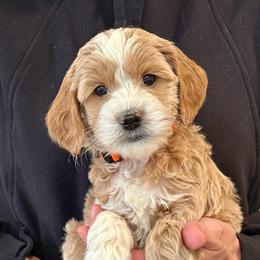 Boy 2 - Apricot male Australian Labradoodle puppy in Bend, Oregon from High Desert Labradoodles
