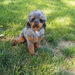 Berkley - Bernedoodle