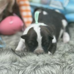 Lilly - Black tri female Miniature Australian Shepherd puppy in Missouri from Country Legends Aussies & Corgis