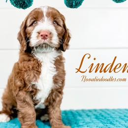 Linden - Chocolate male Australian Labradoodle puppy in Rising Fawn, Georgia from Novalie Australian Labradoodles