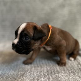 Wilson - Fawn female Boxer puppy in Concord, New Hampshire from Mountain View Boxers