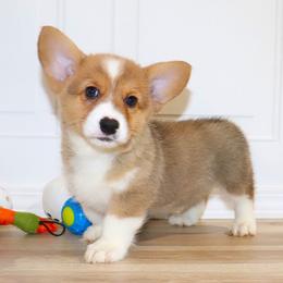 Green ID Boy - Red male Pembroke Welsh Corgi puppy in Ash Flat, Arkansas from Arkansas Corgis