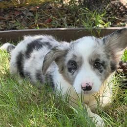 Maiya - Blue merle and white female Cardigan Welsh Corgi puppy in San Diego ,Ca, California from SoCal Native Corgis