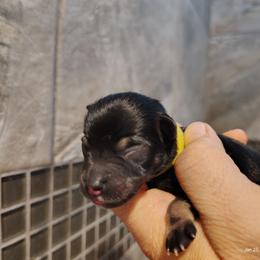 Yellow collar - Black and silver male Miniature Schnauzer puppy in Mineola, Texas from Nikkis Minis
