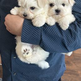 Maltese Puppies from Regal Maltese