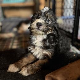 Aspen - Tri-color male Bernedoodle puppy in Springfield, Missouri from Doodle Dandy Bernedoodles & Aussiedoodles