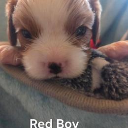 Red Boy - Blenheim male Cavalier King Charles Spaniel puppy in Forest Lake, Minnesota from Northern Lights Goldens