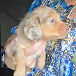 Emma's chocolate and tan dapple longhair boy - Dapple male Dachshund puppy in Declo, Idaho from Dozendachs