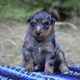Blueberry - Blue merle female Australian Shepherd puppy in Darrington, Washington from Cart River Aussies