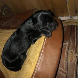 Girl 4 - Aussiedoodle puppy in Paint Rock, Alabama from Kotah’s Kennels