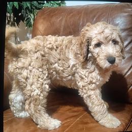 Junior - Cream male Goldendoodle puppy in Cleveland, Ohio from A&B Happybreeds