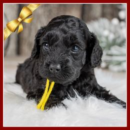 Gunney - Black female Cockapoo puppy in Connersville, Indiana from Deaz Doodle Ranch
