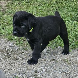 Dutton - Black male Cane Corso puppy in Roachdale, Indiana from Cast Iron Kennels