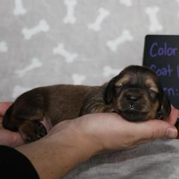 Benji (Green collar) - Cream male Dachshund puppy in Prospect, Oregon from Spunky Sausage Pups