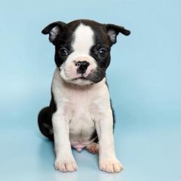 AKC Flint - Black and white male Boston Terrier puppy in Galena, Kansas from RottNBostons