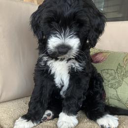 Whoodle Puppies from RockyRiverDoodles