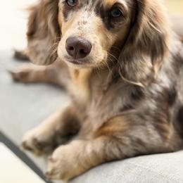 Dachshund puppies from Holiday’s Darling Miniature Dachshunds