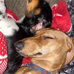 Dachshund Puppies from Angela's Dachshunds