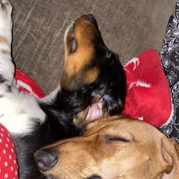 Dachshund Puppies from Angela's Dachshunds