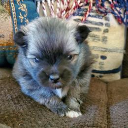 Jet - Beaver sable male Pomeranian puppy in Bellevue, Iowa from Fluffy Wonders Poms and Doodles