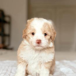 Peach - Red female Bernedoodle puppy in Maricopa, Arizona from Desert Ridge Doodles