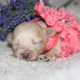 Salsa - Cream female Maltipoo puppy in Arkansas from Brew House