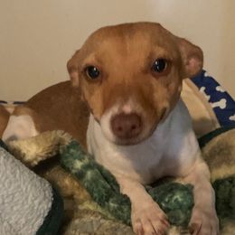 Halo - Teddy Roosevelt Terrier