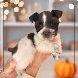 Diamond - Parti female Miniature Schnauzer puppy in Pendleton, South Carolina from Lap Happy Schnauzers
