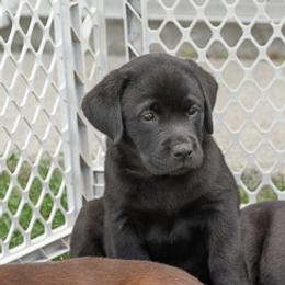 Kiki - Labrador Retriever