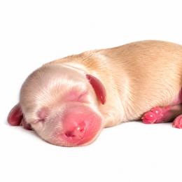 Lily - Cream female Dachshund puppy in Tampa, Florida from Crosbys Doxies