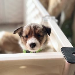 Collie and Companion Cross Puppies from Oasis Companion Canines
