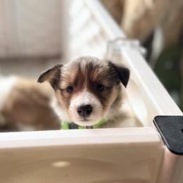Collie and Companion Cross Puppies from Oasis Companion Canines
