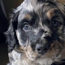 Aussiedoodles from Aussiedoodle palace