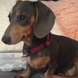 Kona  - Dachshund