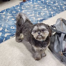 Blu - Shih Tzu