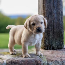 Swatara Creek Labradors LLC - Yellow male Labrador Retriever puppy in Jonestown, Pennsylvania from Swatara Creek Labradors LLC