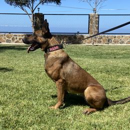 Remy - Dutch Shepherd