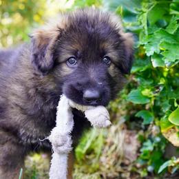 German Shepherd Puppies from Dacherri Dogs