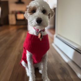 Honey - Goldendoodle