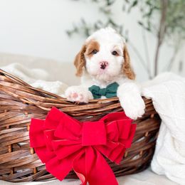 Radames - Red male Bernedoodle puppy in South Jordan, Utah from Wonderful World Doodles