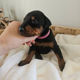 Astra (pink) - Black and rust female Doberman Pinscher puppy in Hamilton, Ohio from Little Dragon Dobermans