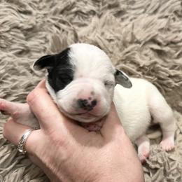 Flurry - White and black female Dalmatian puppy in Travelers Rest, South Carolina from Cotton Top