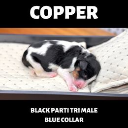 Bernedoodle Puppies from Teddy Bear Bernedoodles