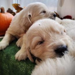 Golden Retriever Puppies from Rosehaven Homestead