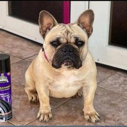 Gigi - French Bulldog