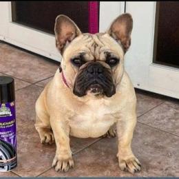 Gigi - French Bulldog