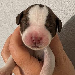 Bruno - Liver white and roan male English Springer Spaniel puppy in Fort White, Florida from Thunderbird Springers