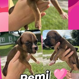 Remi - Fawn female Boxer puppy in Lutz, Florida from Brooklyn's Boxer's